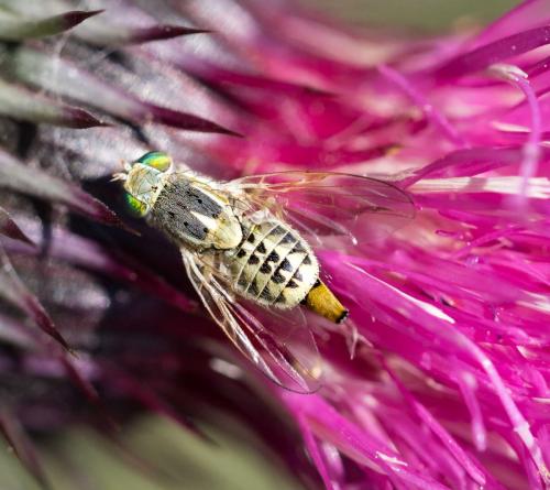Réf. 257 874 : Terellia serratulae